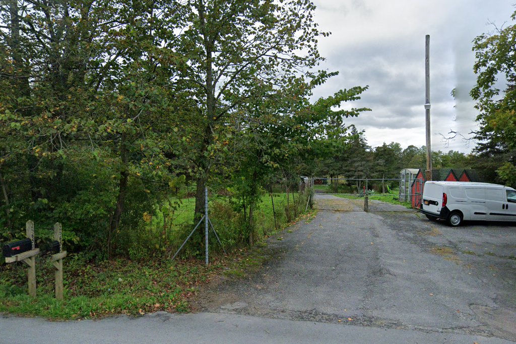 The Foster Dog Chronicles