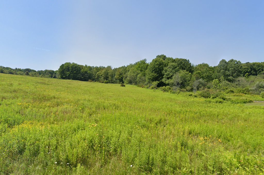 Mc Donough Town Animal Control