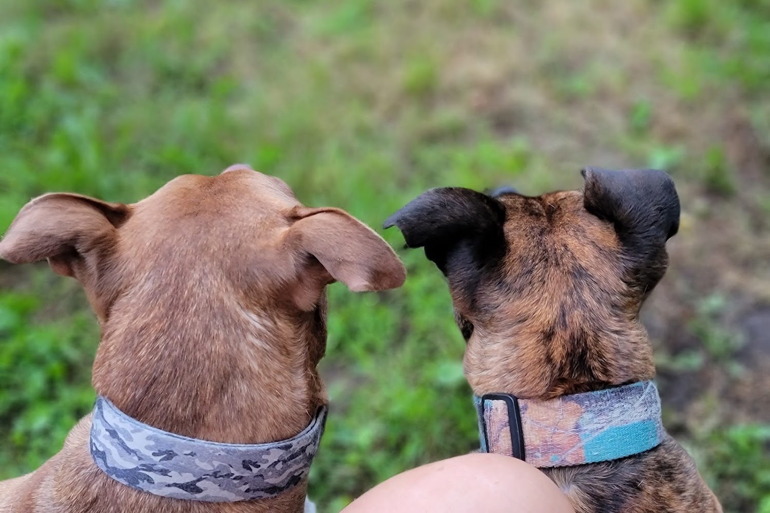 Animal Hospital of Centerton