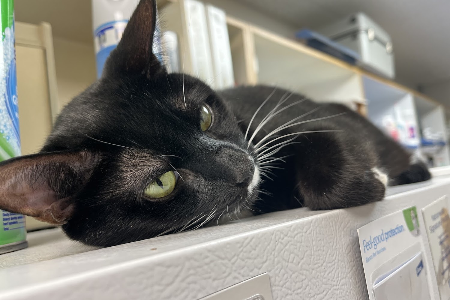 Westbird Animal Hospital