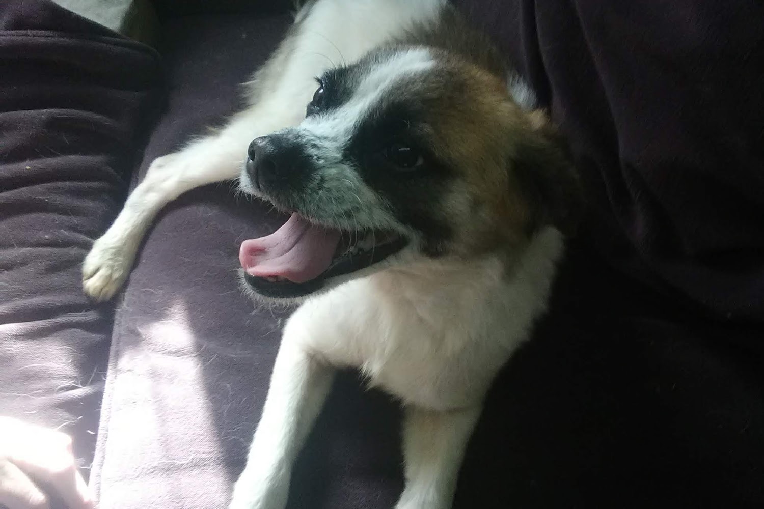 Van Buren County Animal Control Shelter