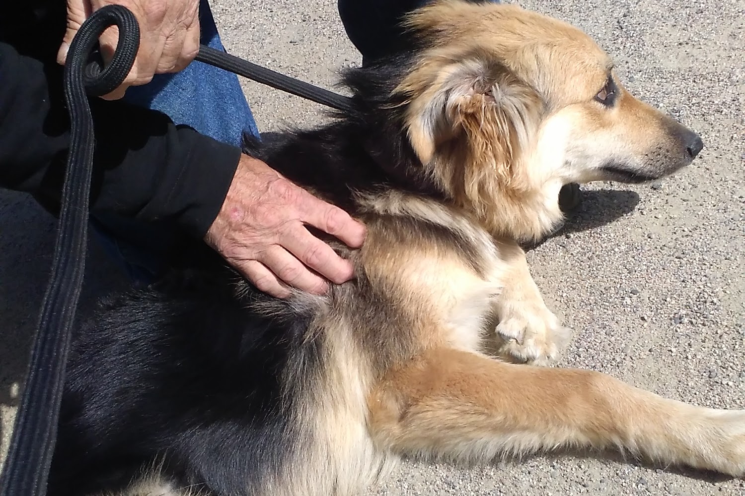 Cherryfield Animal Shelter