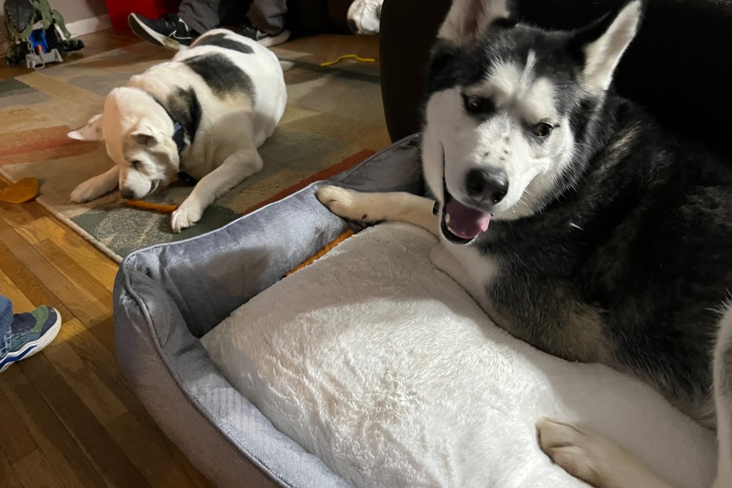 Jackson County Humane Society