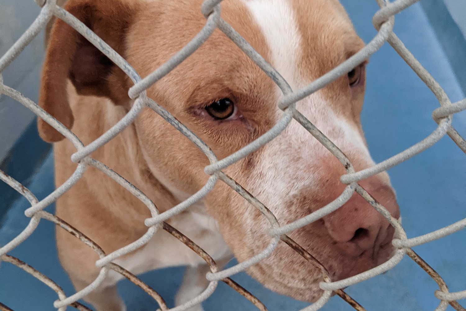 Alachua County Animal Services Department