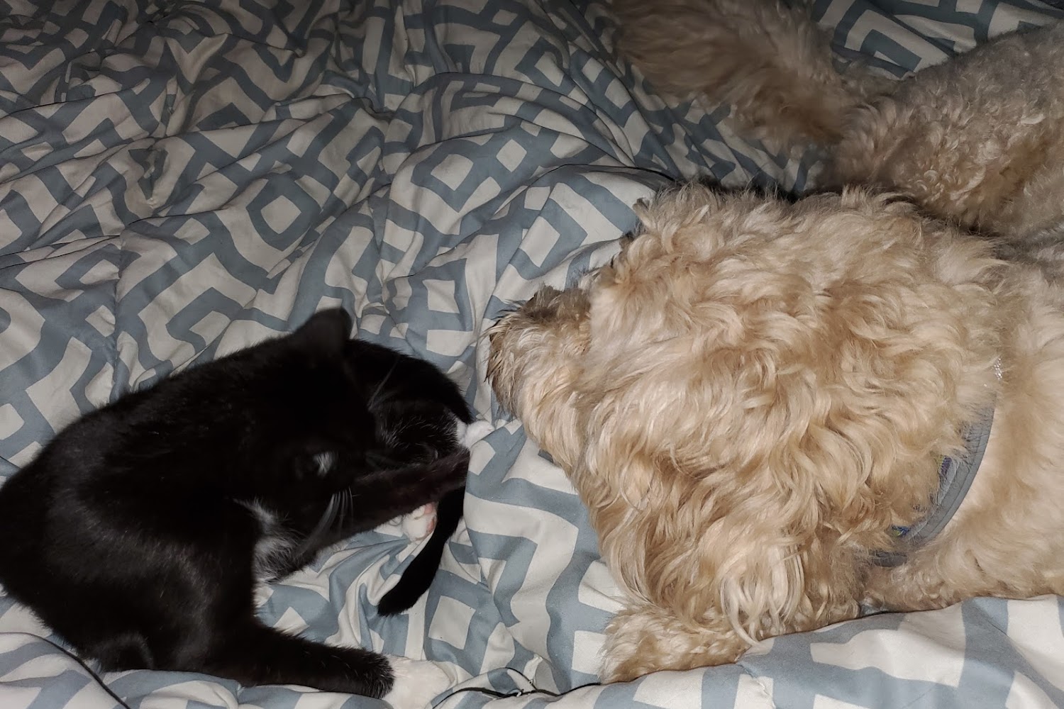 Cambridge Valley Veterinary Hospital