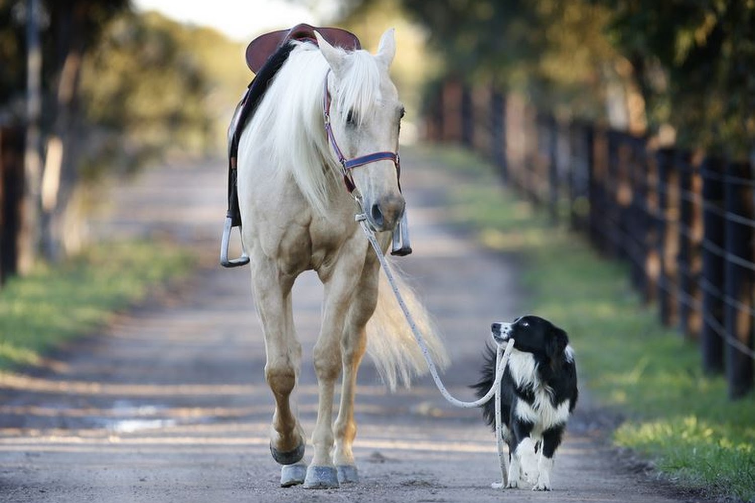 Jensen Equine Hospital