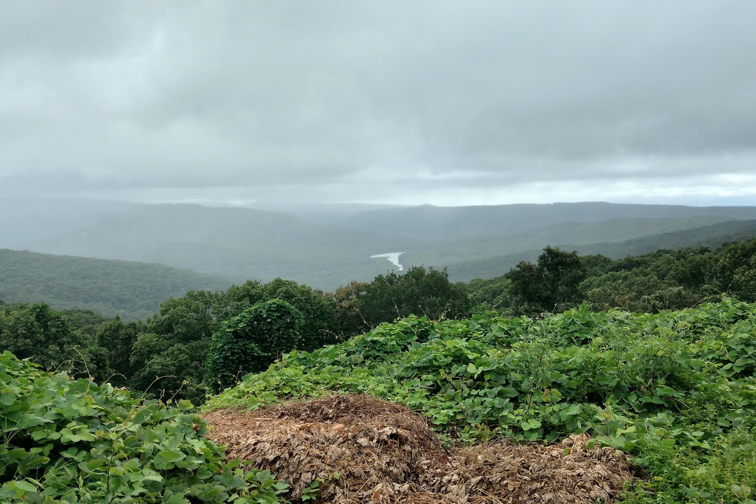 West Oaks Animal Hospital