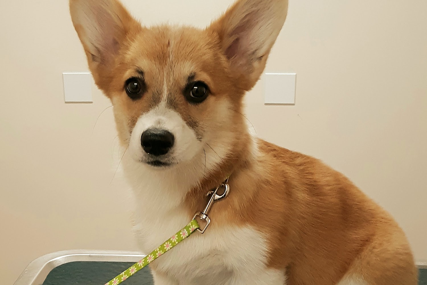 Hilton Veterinary Hospital