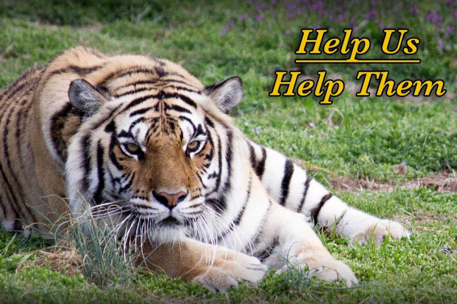 Turpentine Creek Wildlife Refuge