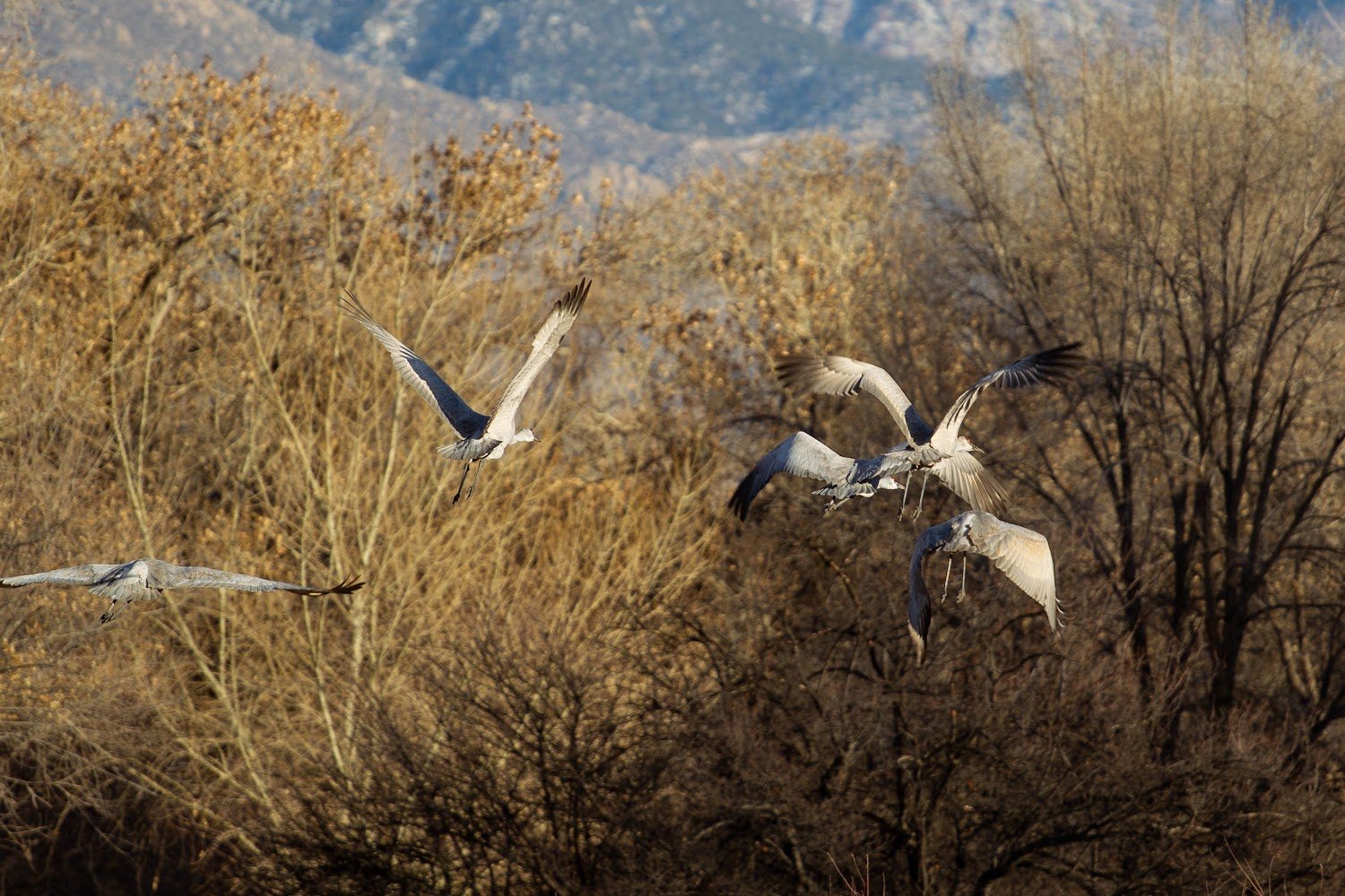 Corrales Animal Control