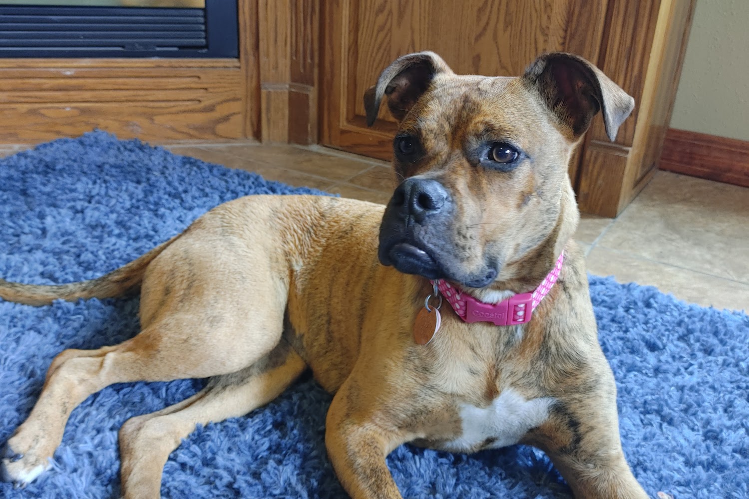 Grinnell Animal Control