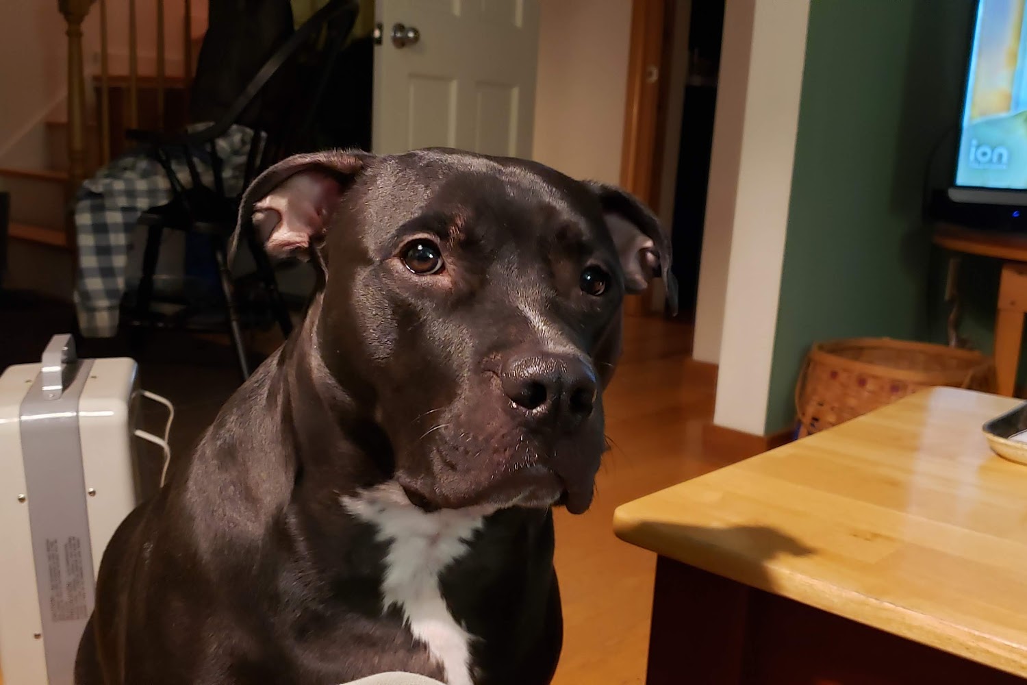 Borador Animal Hospital