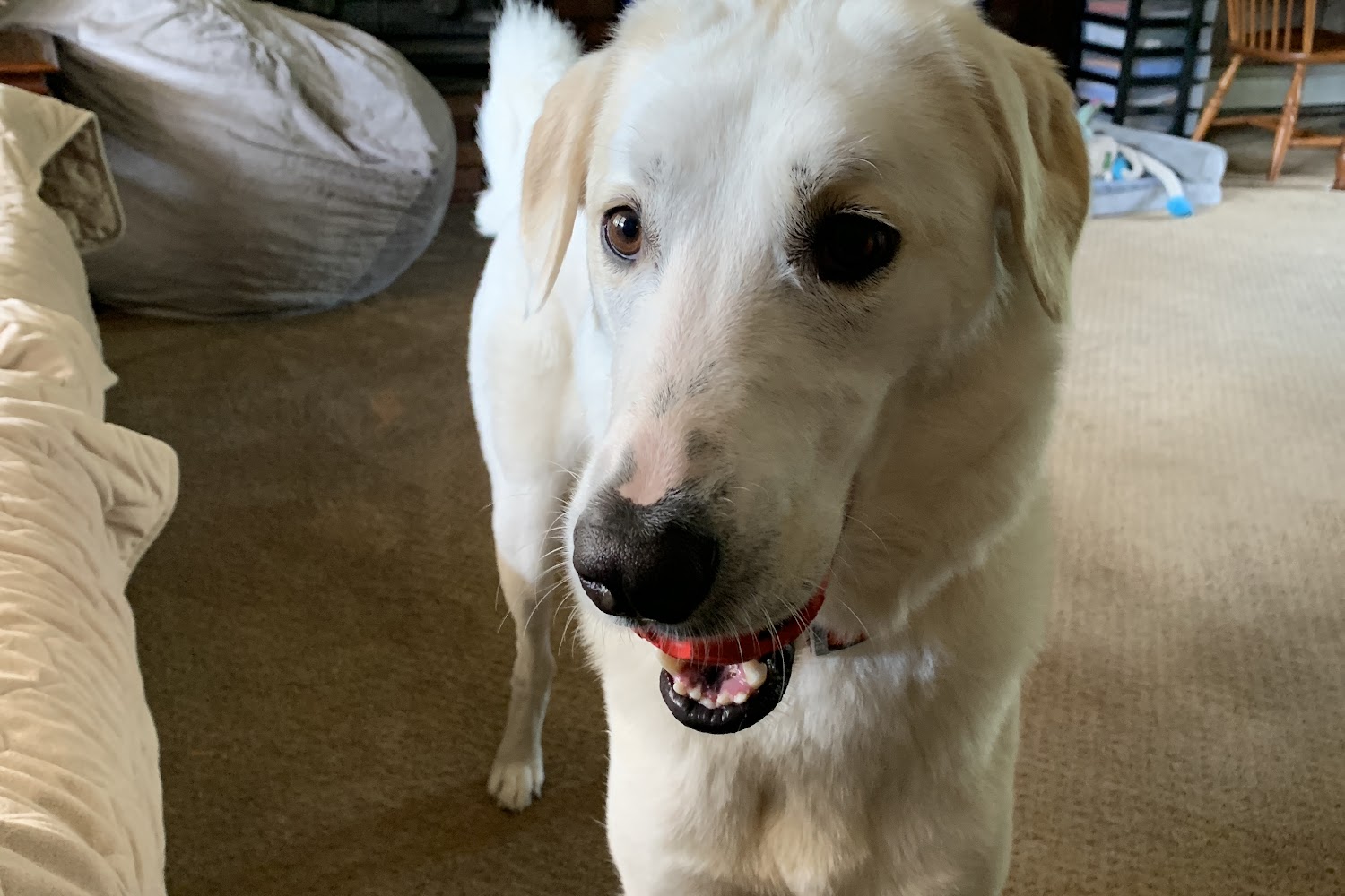 Jeffersonville Animal Hospital