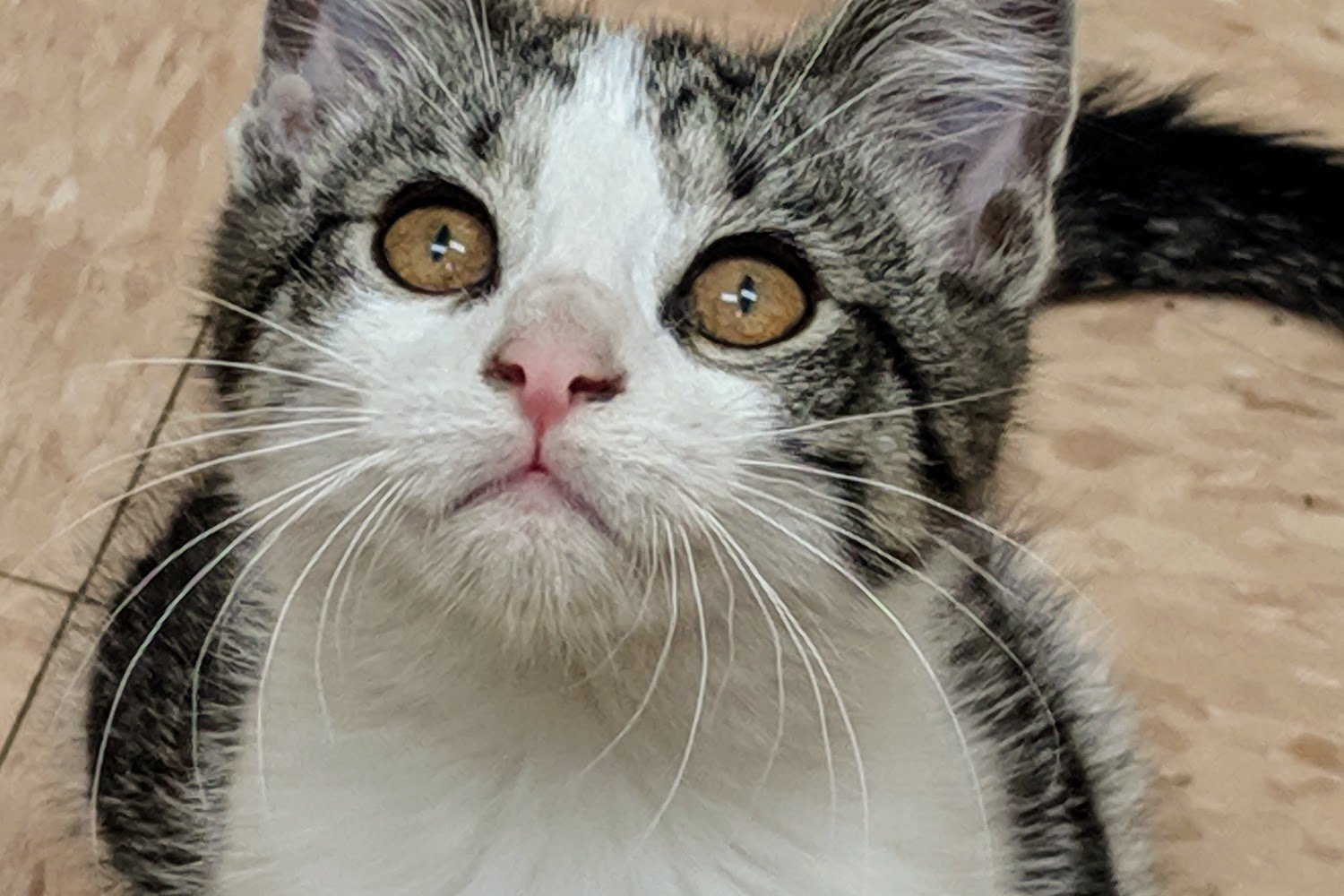 Genesee County Animal Shelter