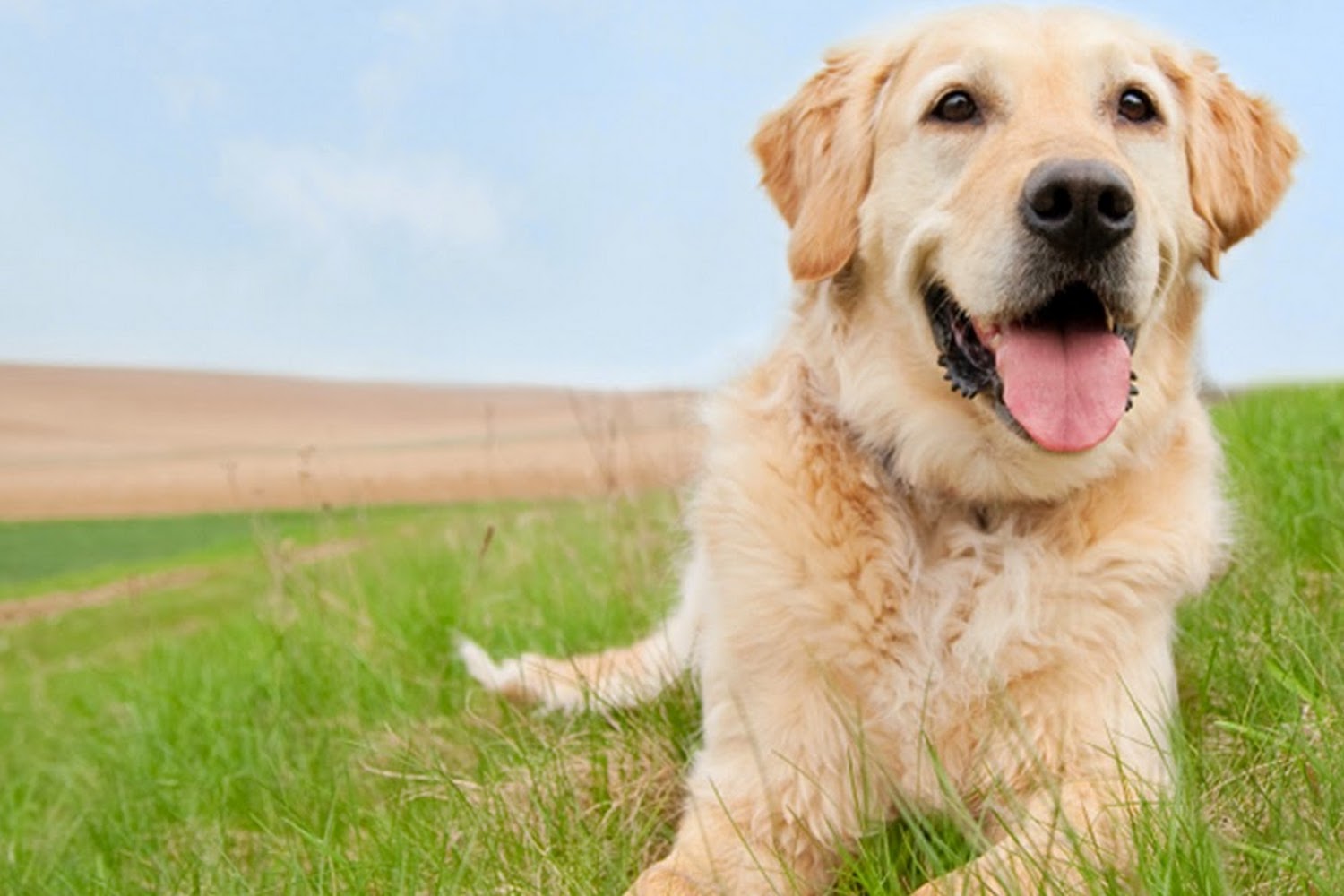 Coral Ridge Animal Hospital