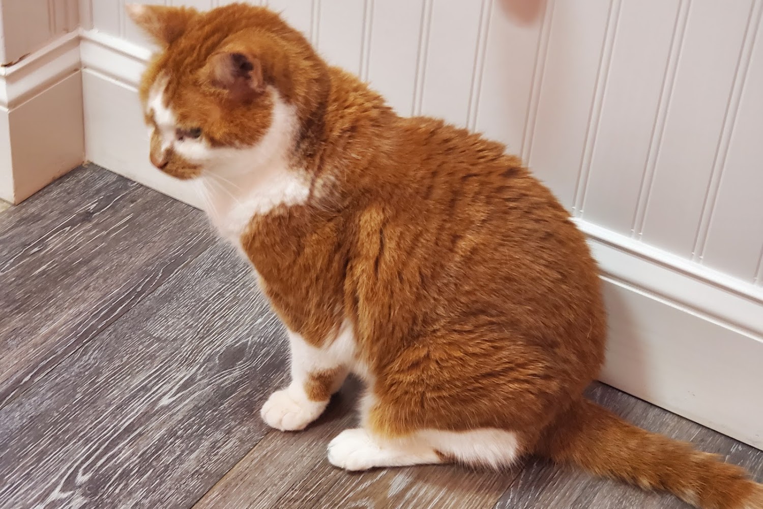 Indian Creek Pet Hospital