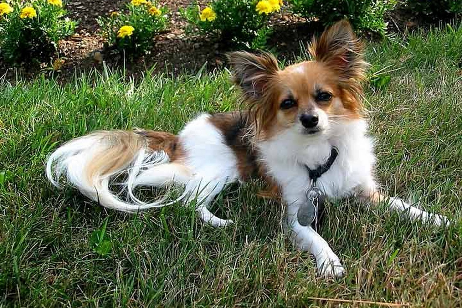 Village Animal Hospital of Jericho