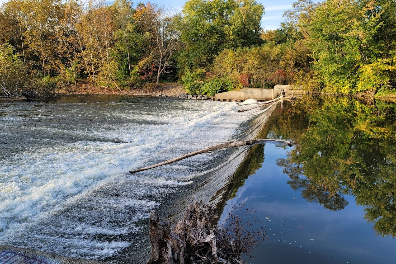 Oneonta Animal Control