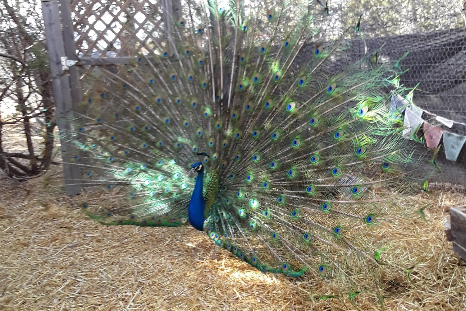 Kindred Spirits Animal Sanctuary