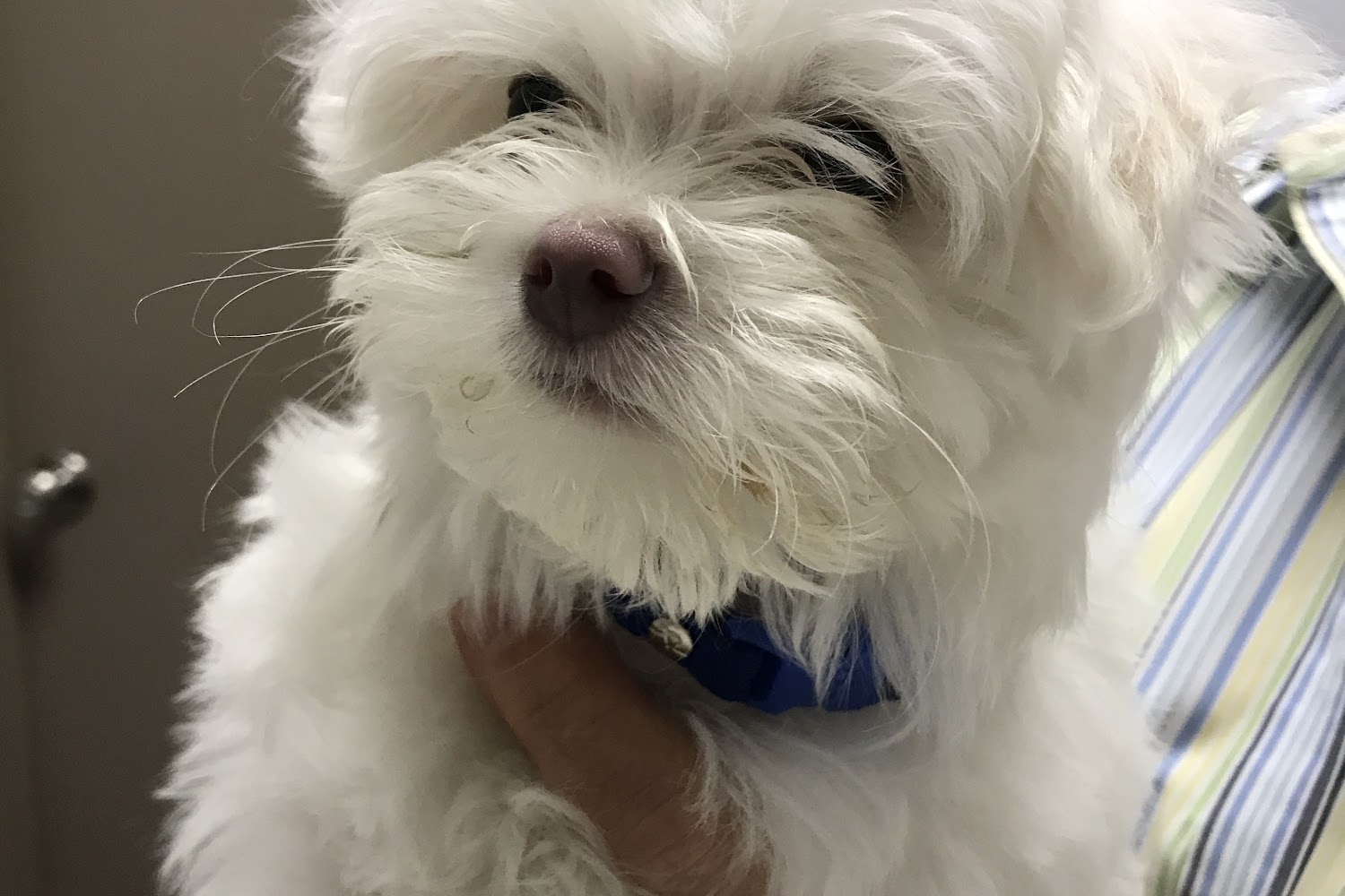 Palm Harbor Animal Hospital