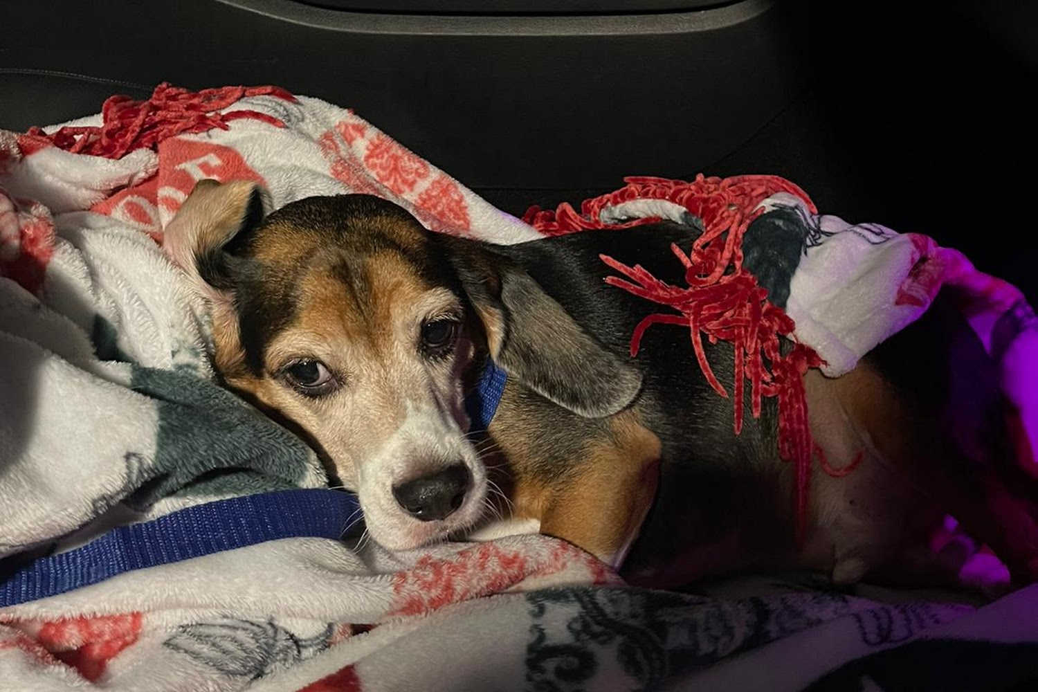 Benitez Animal Hospital