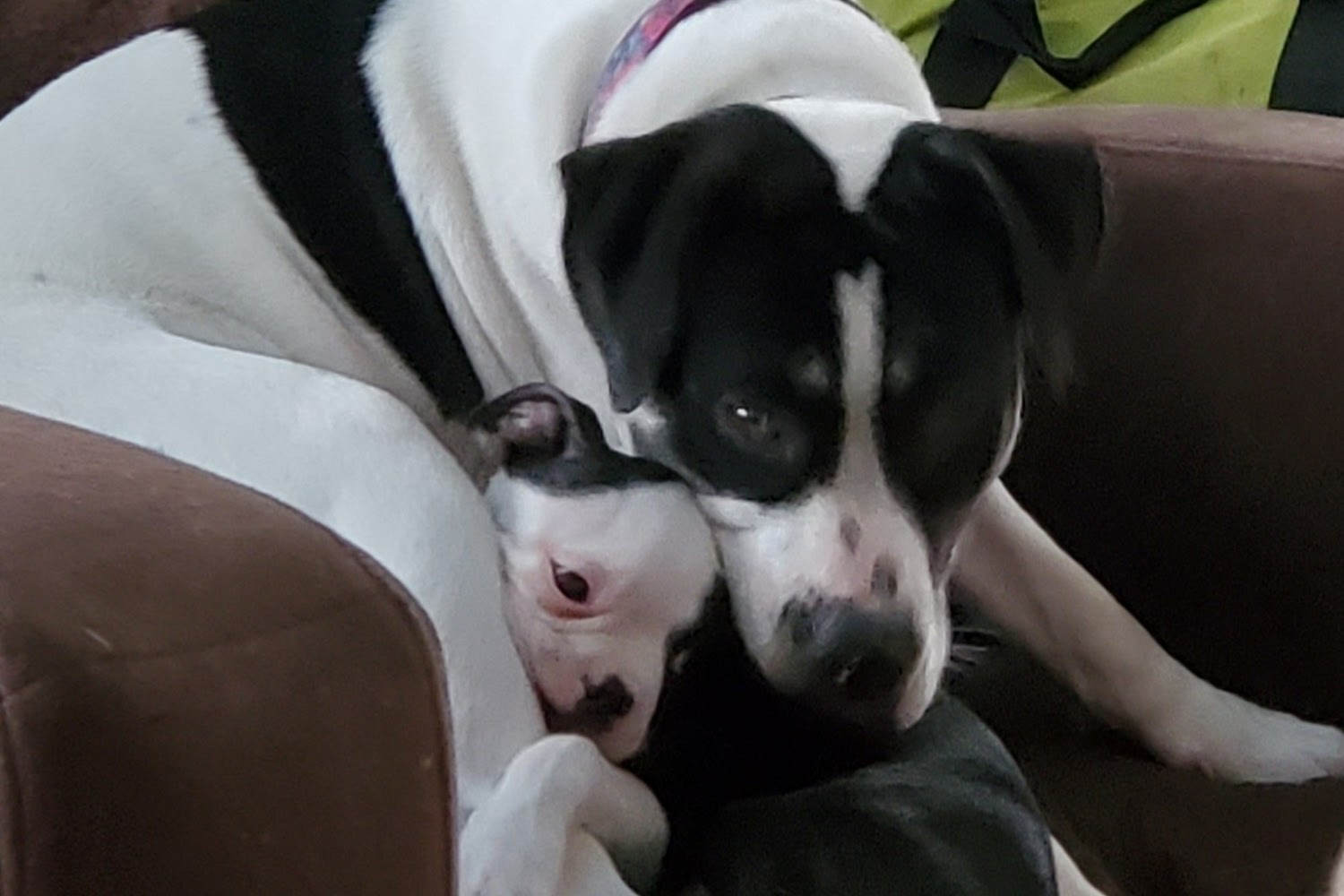 Happy Valley Animal Hospital