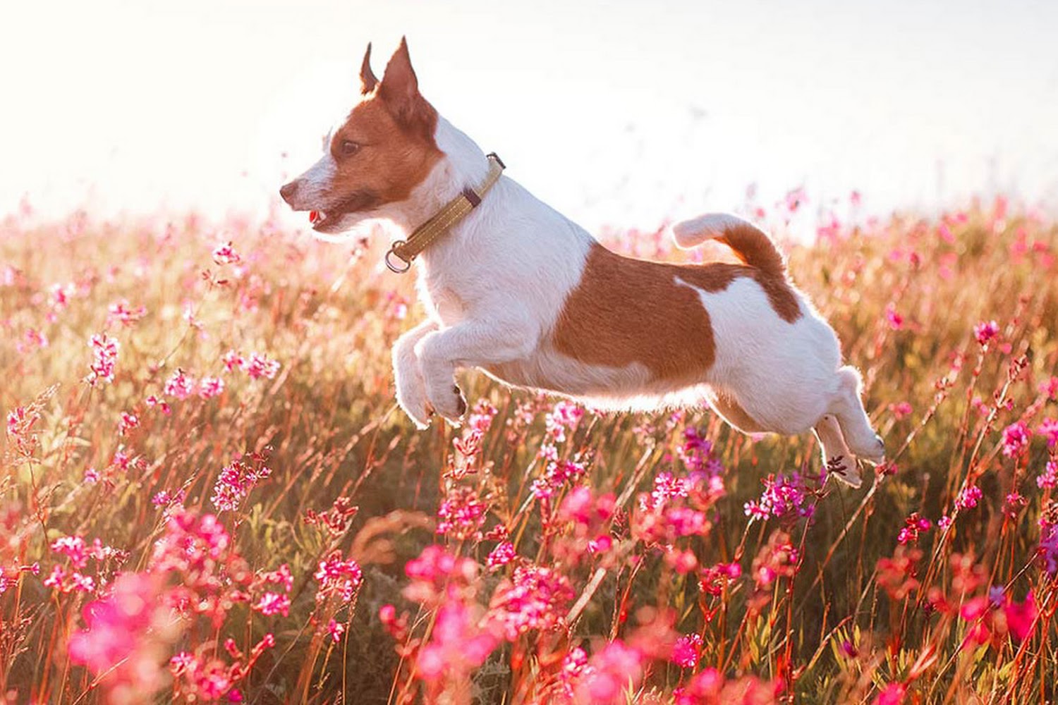 Animal Clinic of Wekiva