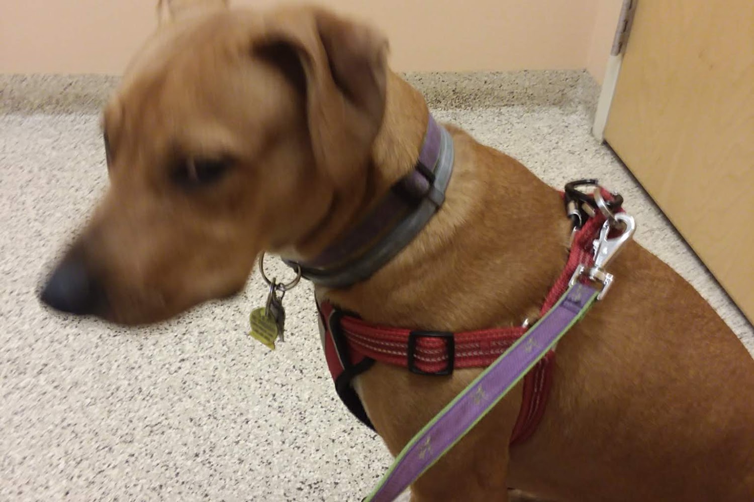 Ridge Animal Hospital