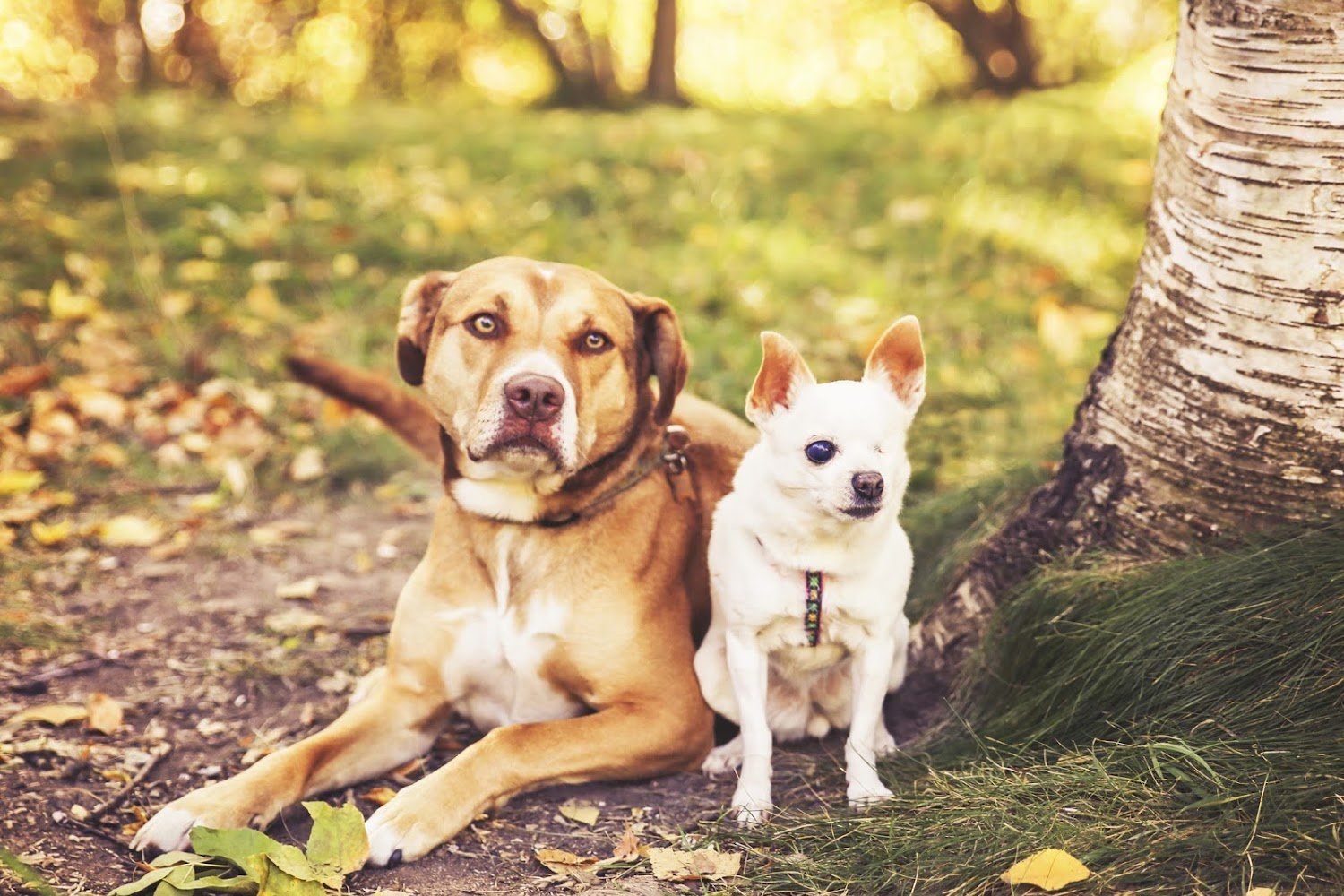 Ada Veterinary Hospital