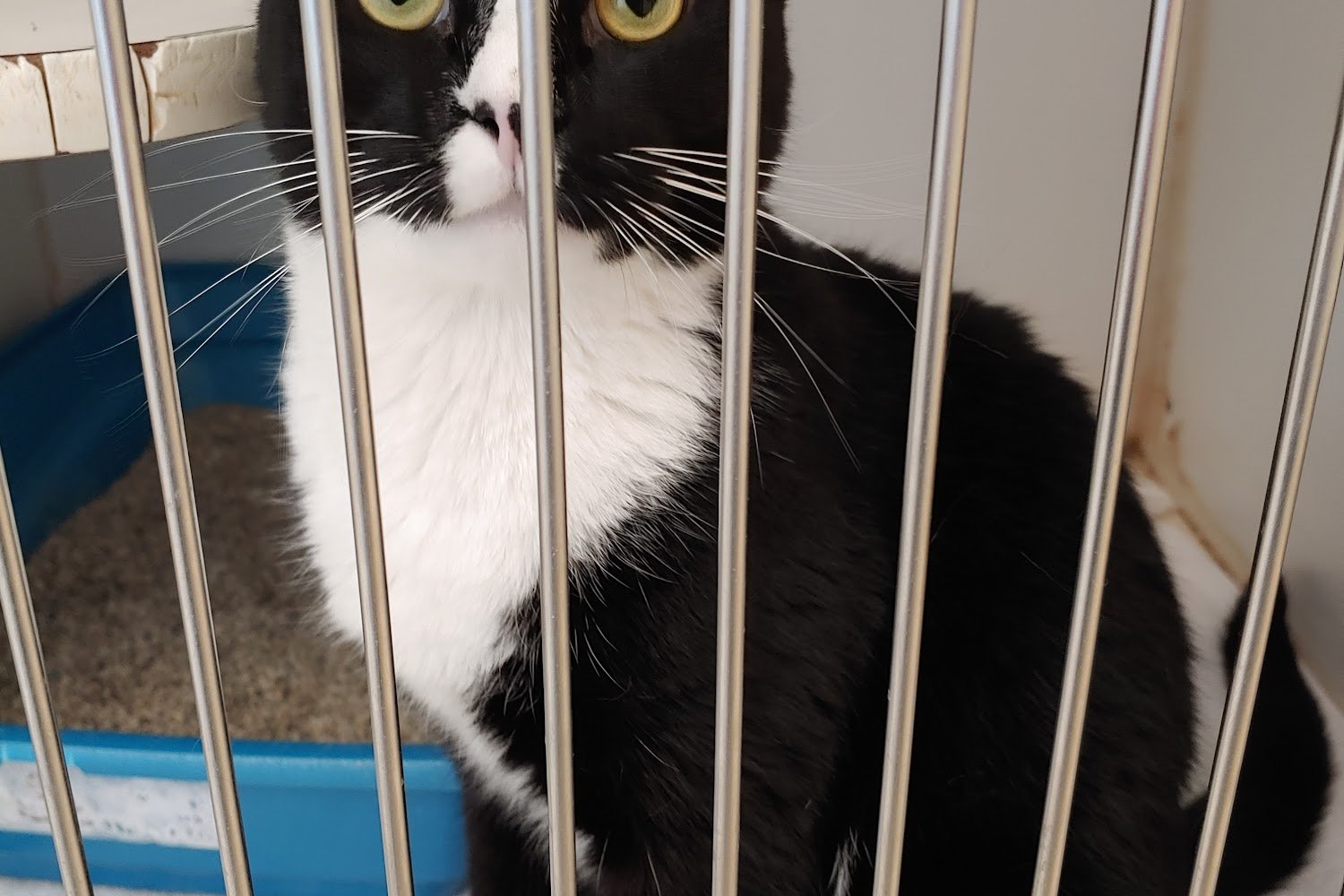 Flagler County Humane Society