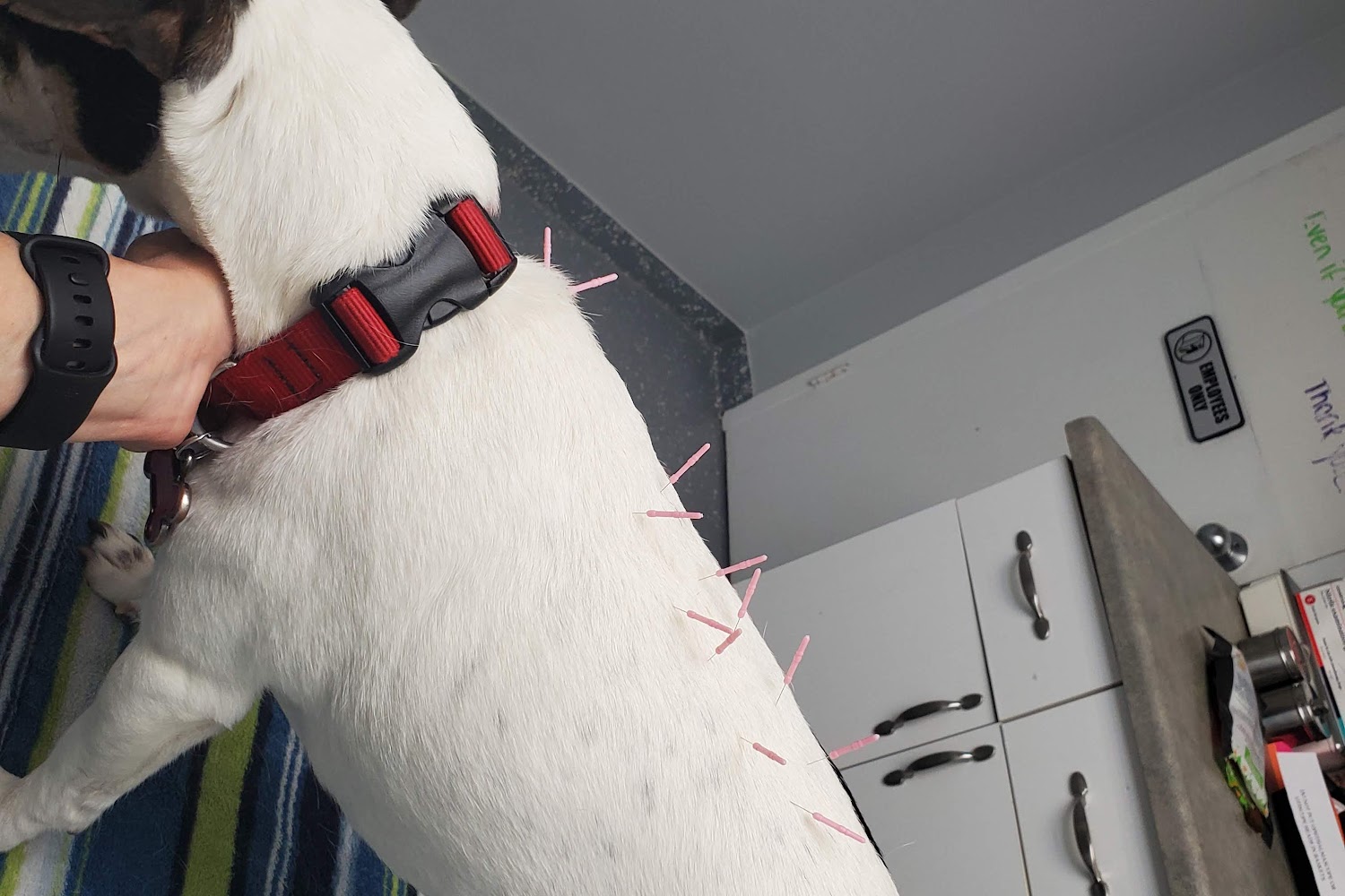 Wooded Acres Animal Hospital