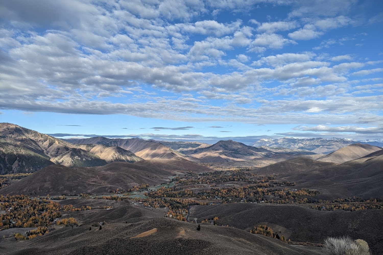 Idaho Animal Advocates