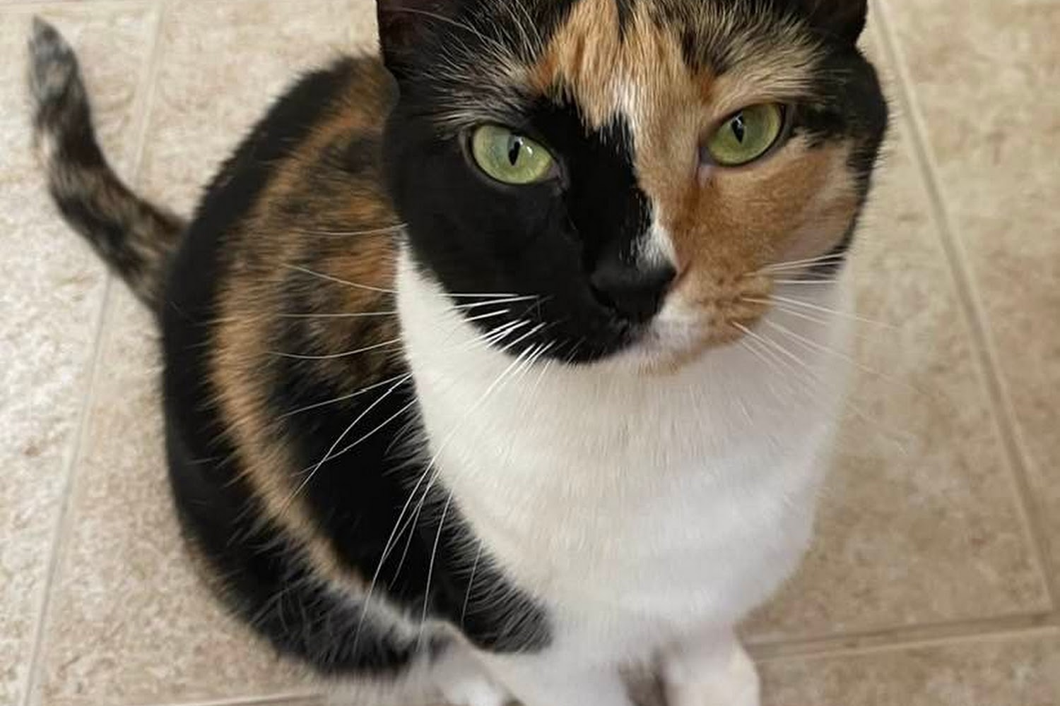 Veterinary Specialty Hospital of Palm Beach Gardens