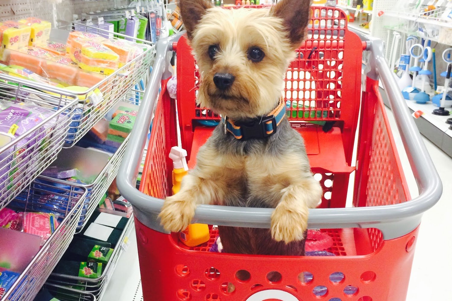 Richmond Cat Association