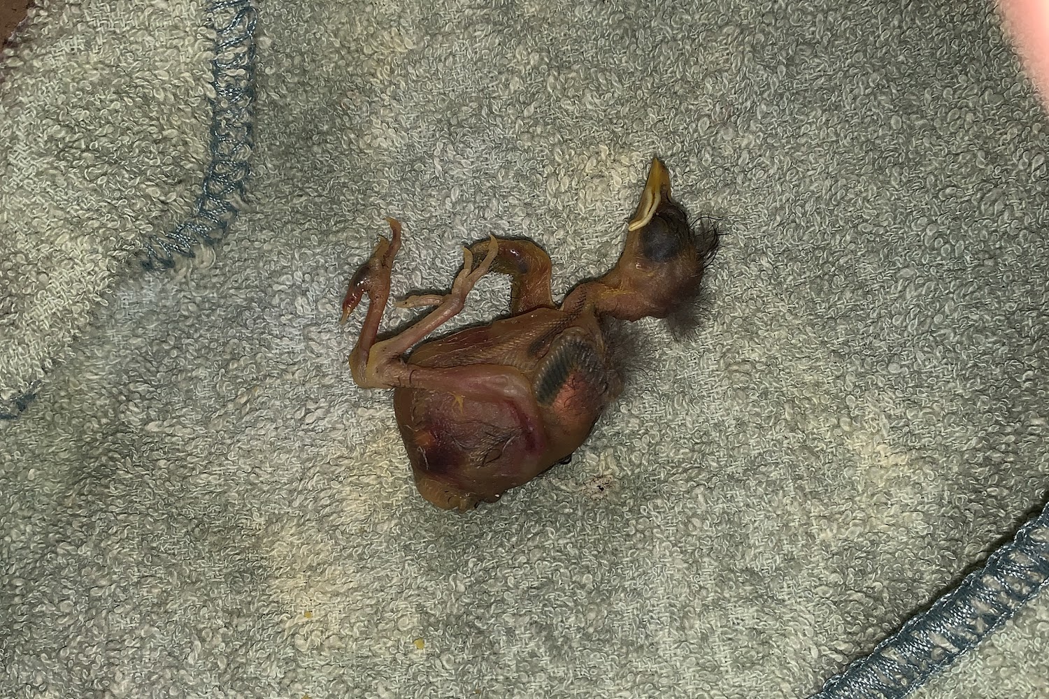 Creature Safe Place Inc