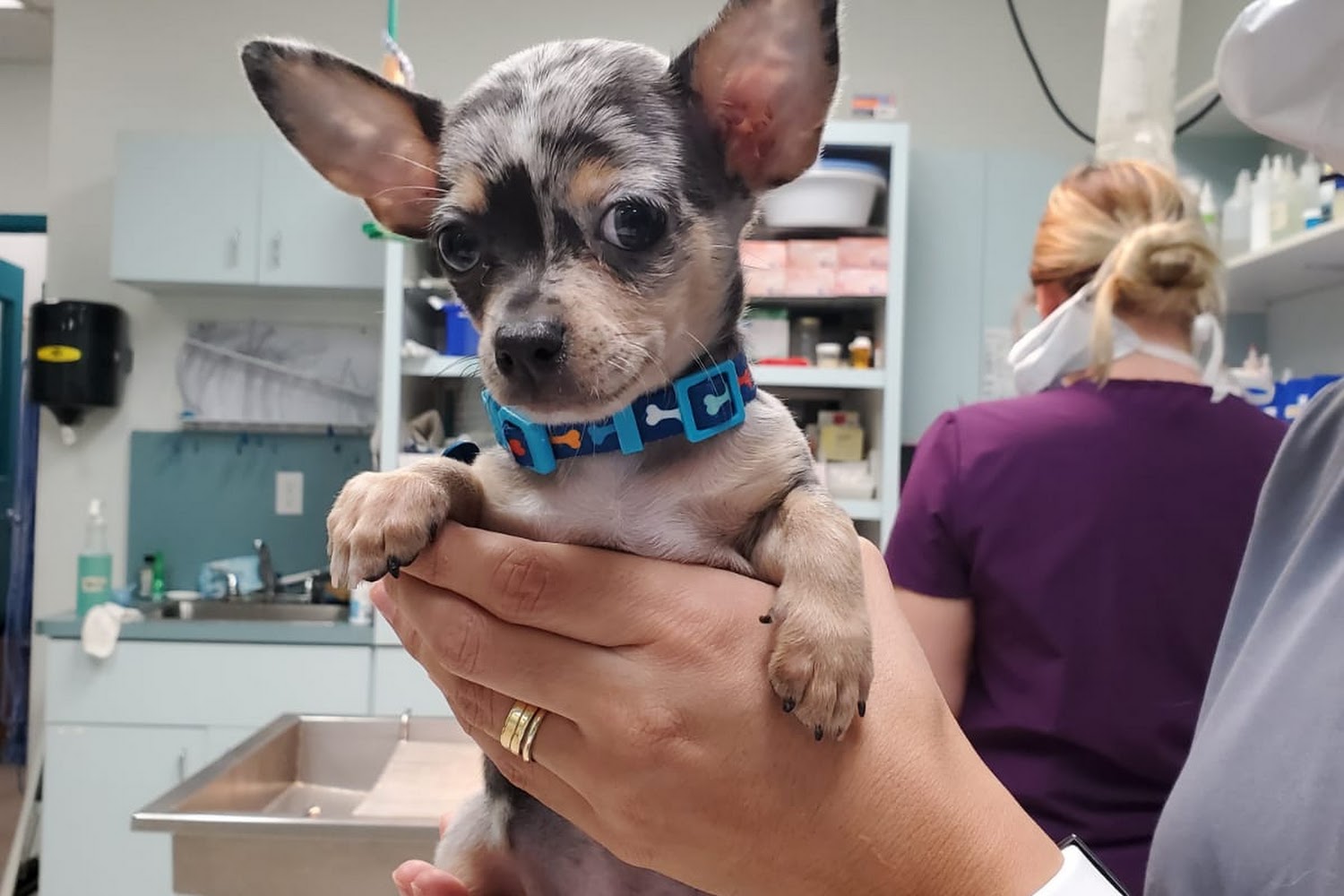 Nob Hill Animal Clinic