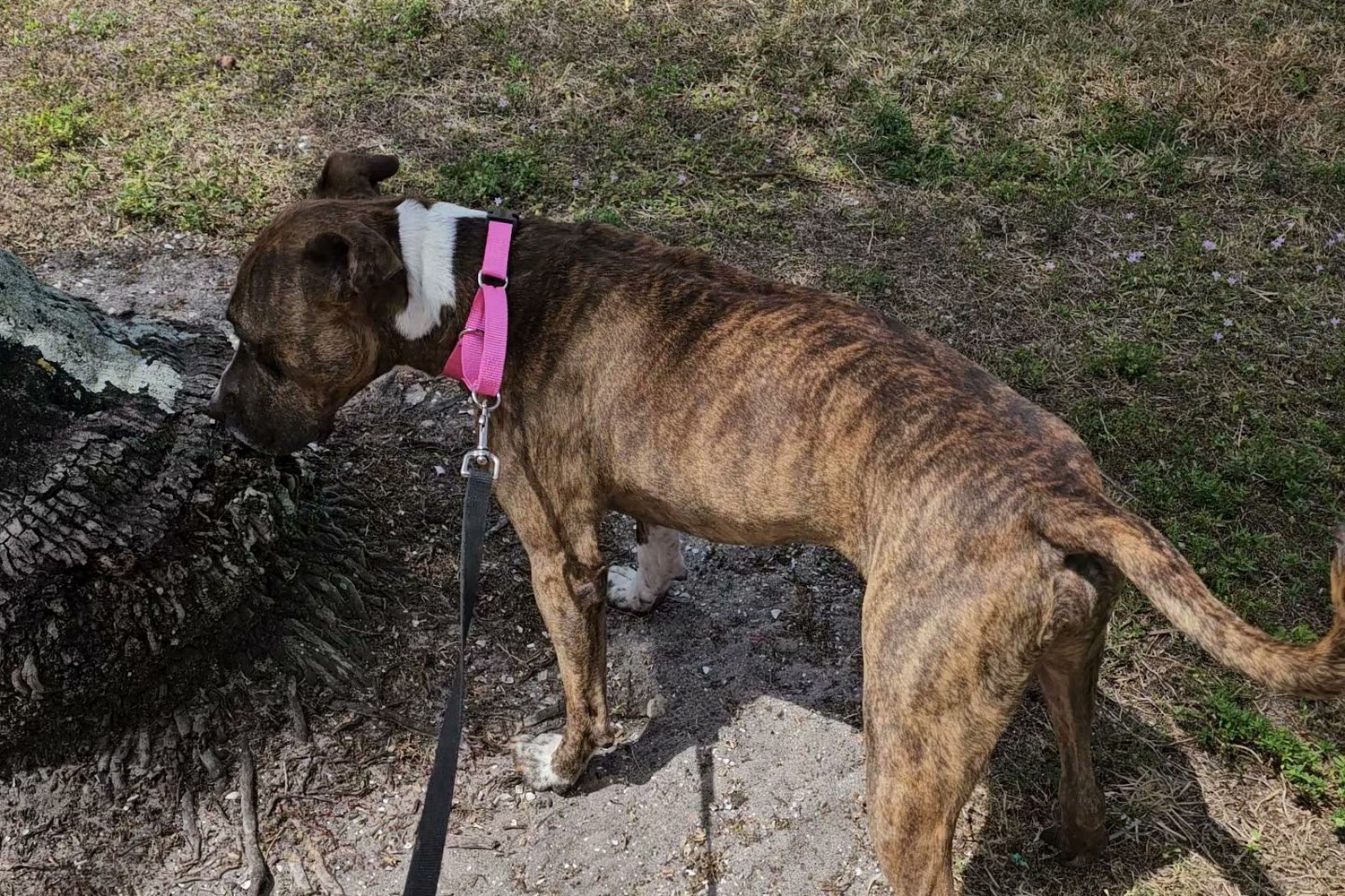 Animal Care & Control