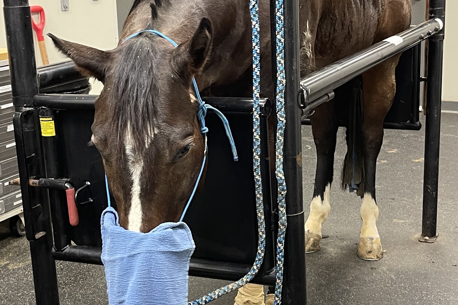 Heartland Equine Hospital