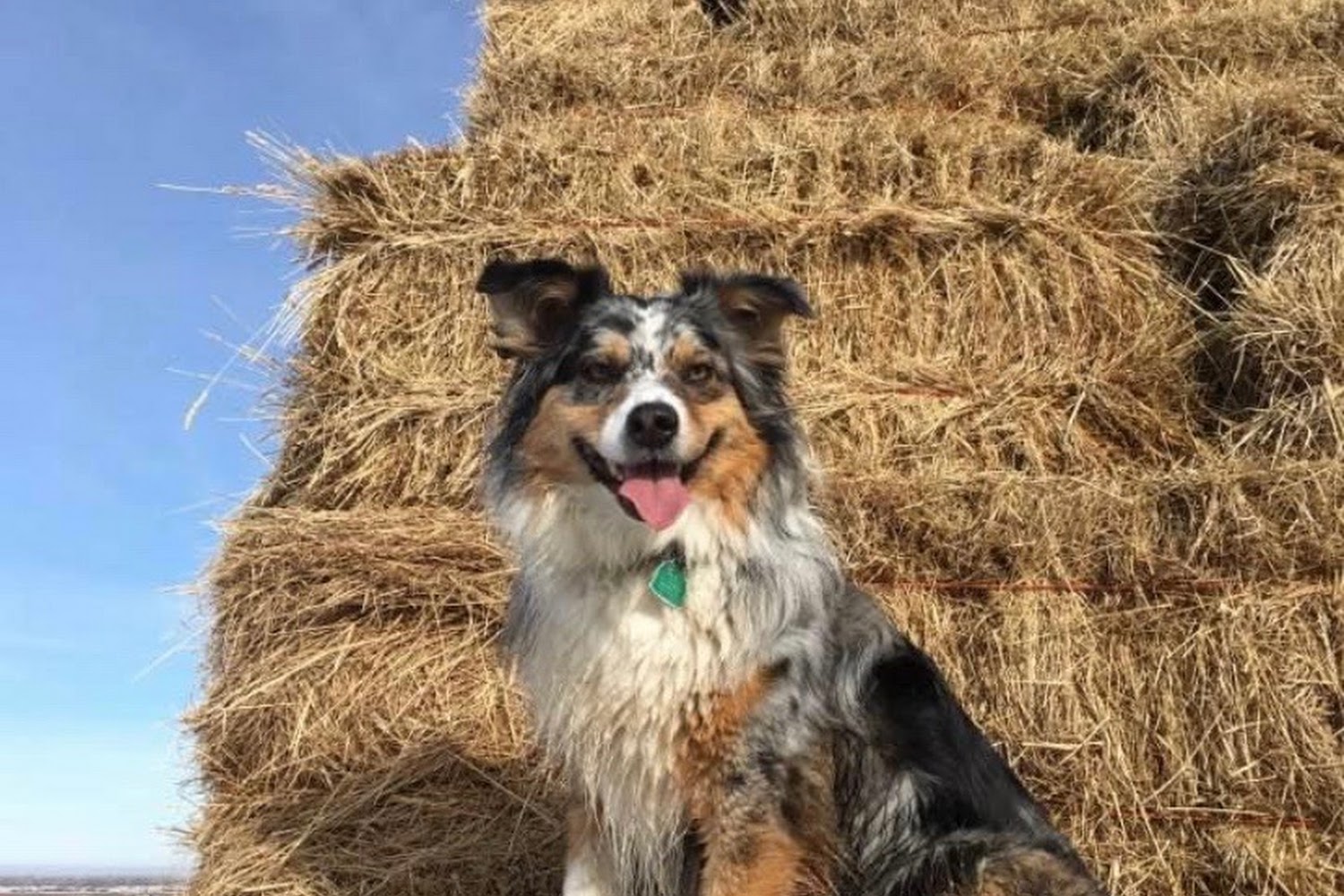 Sorensen Veterinary Hospital