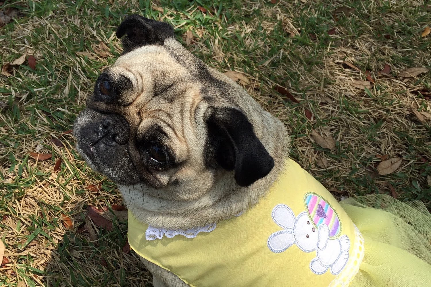 Seminole Boulevard Animal Hospital