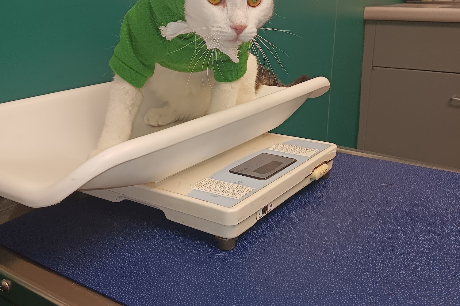 Lewiston Veterinary Hospital