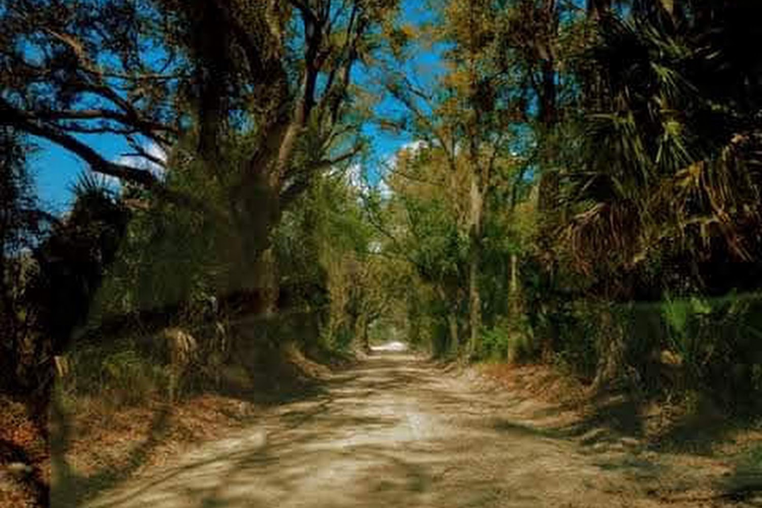 Grand Paws Cat Shelter