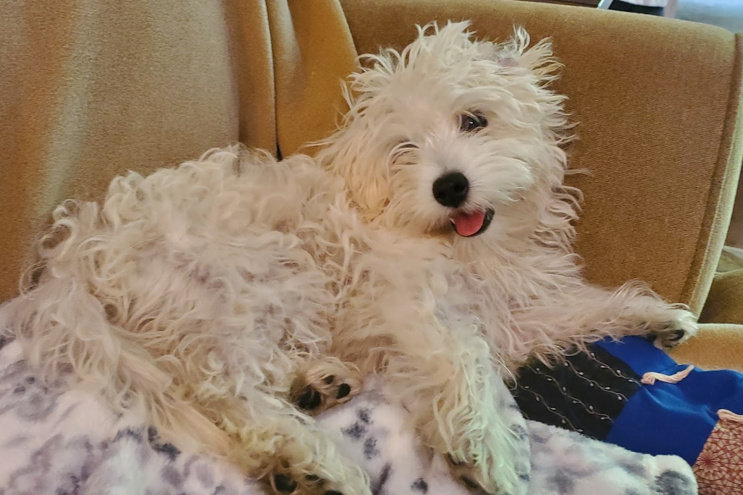 Ridgemoor Animal Hospital