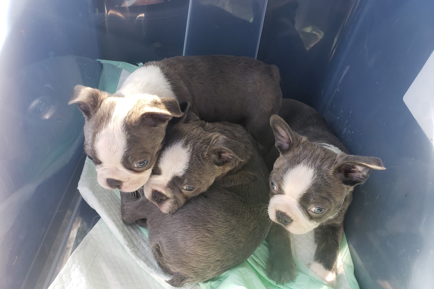 Haskell County Animal Hospital