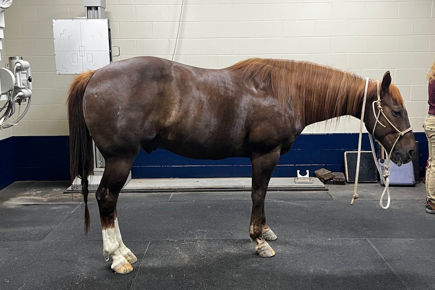Pioneer Equine Hospital