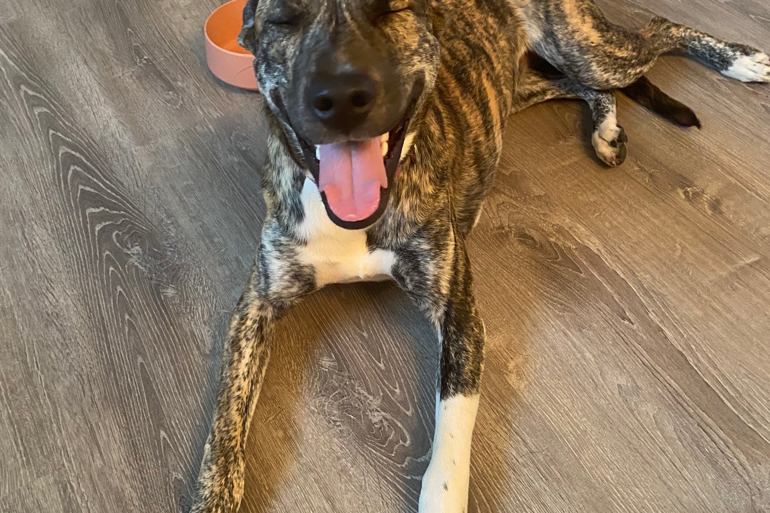 Leesburg Humane Society