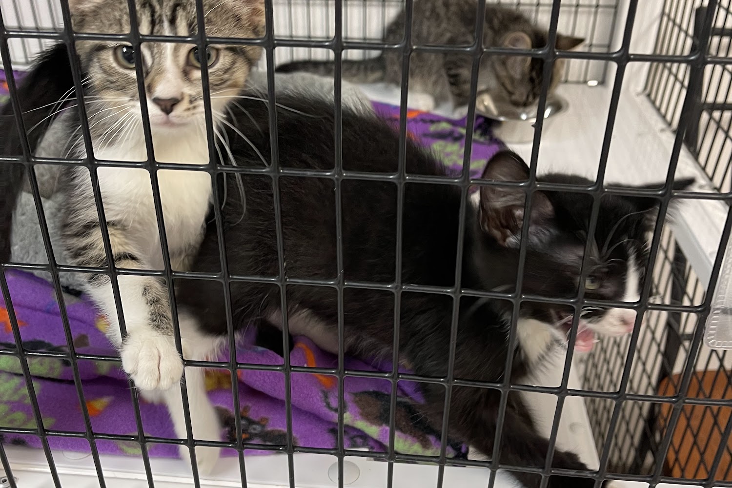 Cedar Valley Humane Society