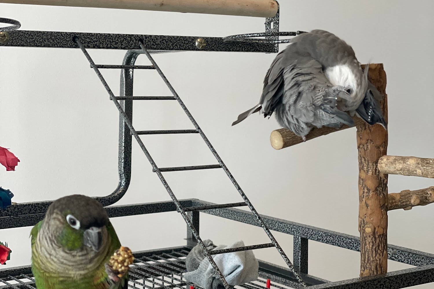 Avian & Exotic Animal Hospital of Los Angeles County