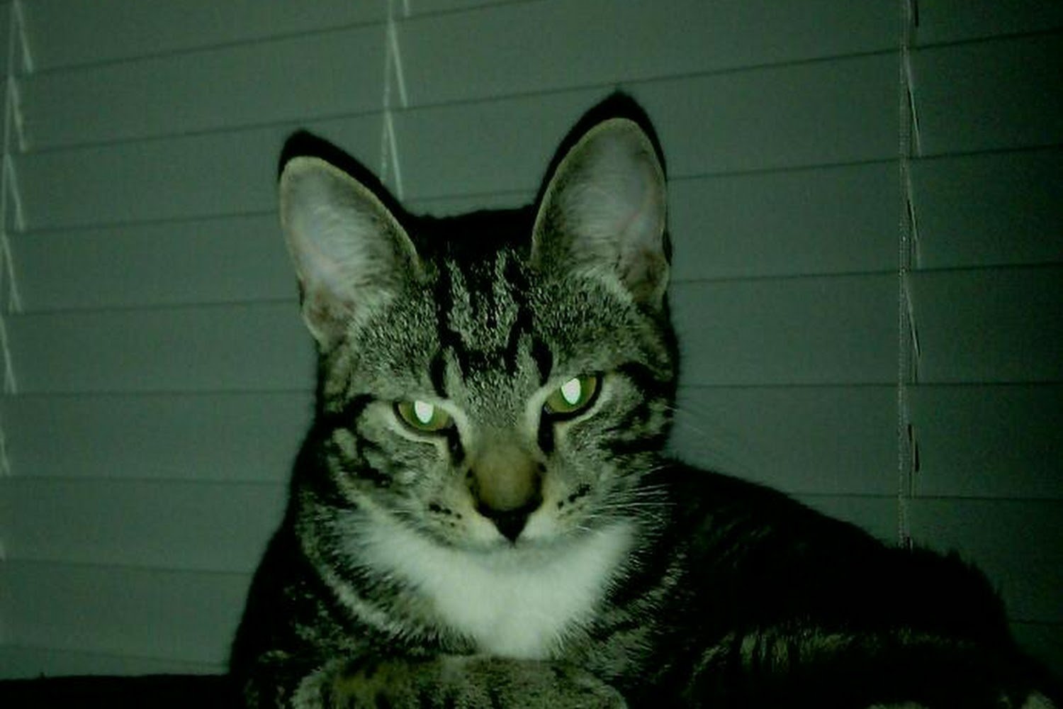 Pet Alliance of Greater Orlando