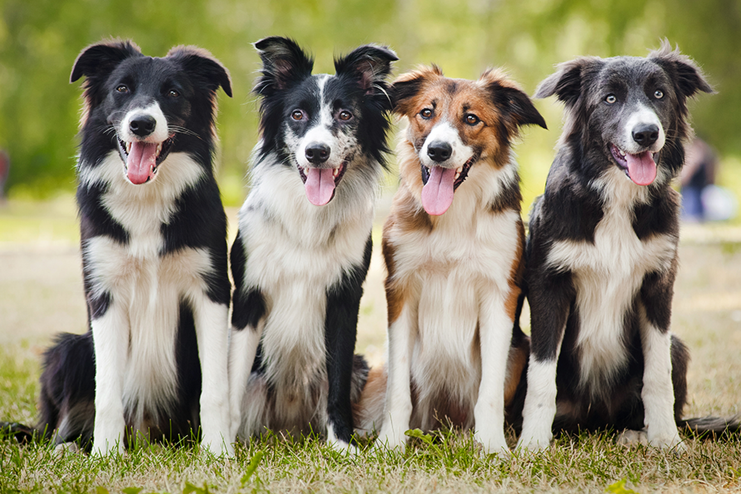 Carmel Valley Veterinary Hospital